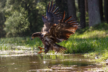 Seeadler badet im See