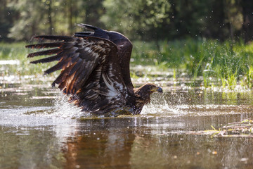 Seeadler badet im See