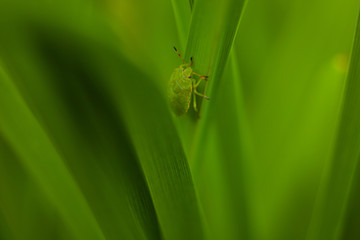 bug