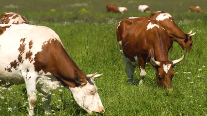 Acrylic prints Cow Cows graze on a green pasture on a summer day. Herd cows on a summer pasture. 4K video.