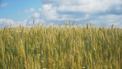 Obraz premium Wheat ears in field. blue sky, clouds. Golden wheat field. Yellow grain ready for harvest growing in farm field.