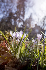 Spring forest. Primroses around the tree. Blossoming and budding nature. Photo for a banner and high-resolution photo wallpapers.