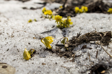 Spring forest. Primroses around the tree. Blossoming and budding nature. Photo for a banner and high-resolution photo wallpapers.