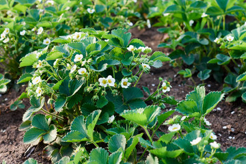 Flowering of bush strawberries. Growth in garden plant. Green leaves and flowers. Copy space. Natural background. Healthy food concept. Agriculture farm