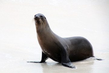 Fototapeta premium Galapagos-Seelöwe