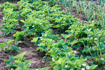Flowering of bush strawberries. Growth in garden plant. Green leaves and flowers. Copy space. Natural background. Healthy food concept. Agriculture farm