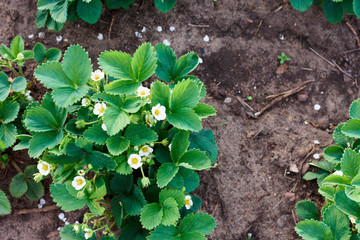 Flowering of bush strawberries. Growth in garden plant. Green leaves and flowers. Copy space. Natural background. Healthy food concept. Agriculture farm