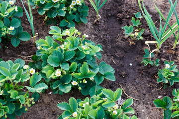 Flowering of bush strawberries. Growth in garden plant. Green leaves and flowers. Copy space. Natural background. Healthy food concept. Agriculture farm