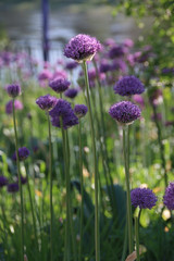Obraz premium Beautiful purple flowers of allium aflatunense on a bright sunny day in the organic garden. Fresh kitchen herbs, food concept.