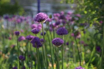 Beautiful purple flowers on a bright, sunny day. Fresh culinary herbs, food concept.