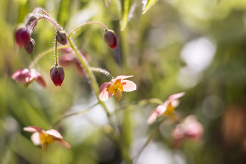 Spring forest. Primroses around the tree. Blossoming and budding nature. Photo for a banner and high-resolution photo wallpapers.