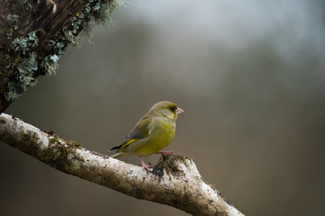 Greenfinch on a cloudy day