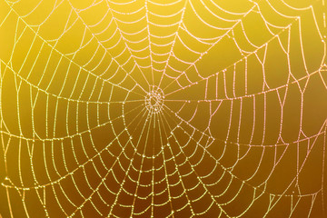 Spider web with dew drop on colorful blurred background. close-up. Concept. 