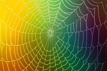 Spider web with dew drop on colorful blurred background. close-up. Concept