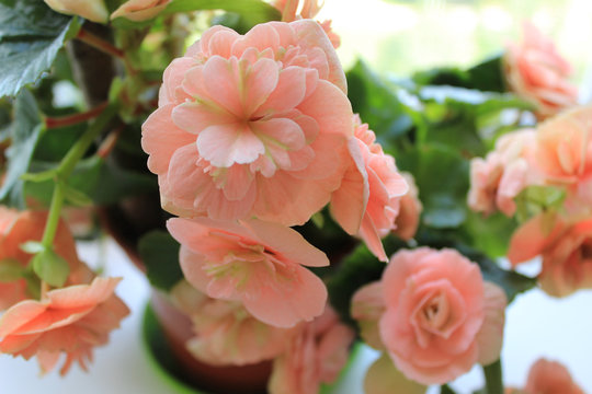 Pale Pink begonia flowering in a pot on the windowsill
