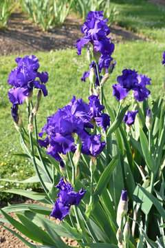 Iris bleu indigo au jardin au printemps