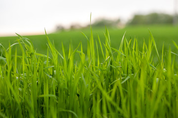 frisches Gras im Frühling