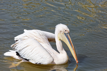 Pélican blanc 