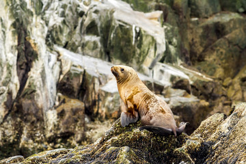 Little sea lion (Otariinae) on the rock, Russia, Kamchatka, nearby Cape Kekurny, Russian bay
