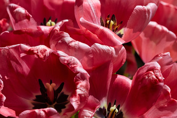 rote Tulpenblüten im Detail.