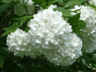 Viburnum snowball close up