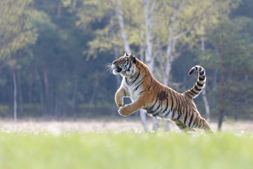 Tigre de Sibérie dans le saut
