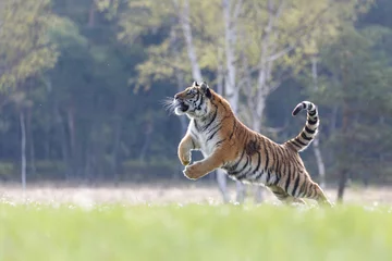 Crédence de cuisine en verre imprimé Tigre Tigre de Sibérie dans le saut
