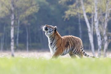 Sibirischer Tiger