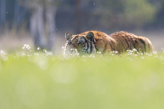 Sibirischer Tigerauf der Lauer