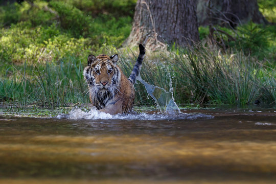 Sibirischer Tiger im See