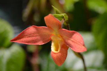 Orchid in the garden