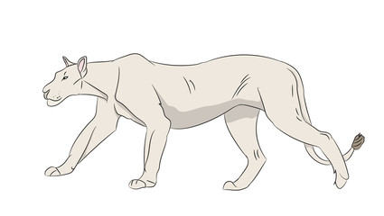 lioness color, vector