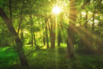 Fototapeta na wymiar sunny green forest