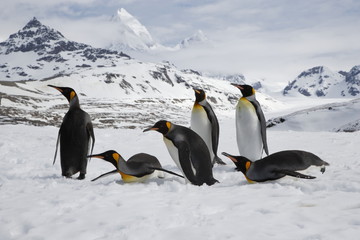 Fototapeta na wymiar King penguin group