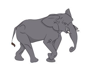 elephant, color vector