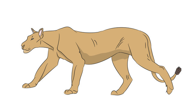 lioness color, vector