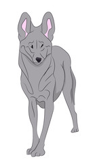 wolf vector illustration