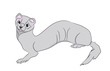 marten, color, vector