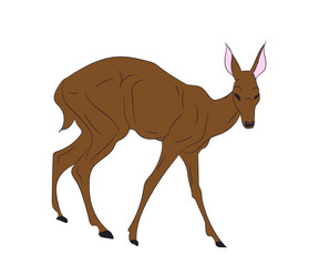 deer female color, vector