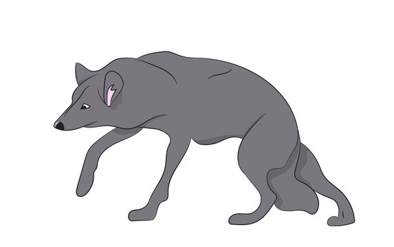 wolf vector illustration