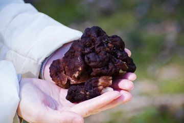 Gyromitra Esculenta known as False morel in the forest.