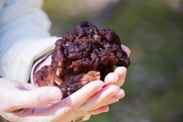 Gyromitra Esculenta known as False morel in the forest.