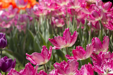 Obraz premium Close-up of pink tulips in a field of pink flowers