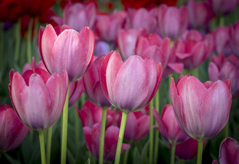 Obraz premium Close-up of pink tulips in a field of pink flowers