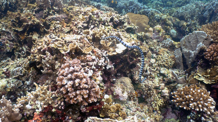 Naklejka na ściany i meble Sea snake on coral reef. Banded Sea Snake underwater.Wonderful and beautiful underwater world. Diving and snorkeling in the tropical sea.