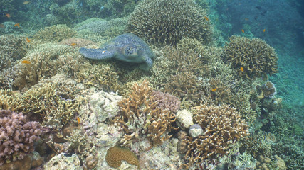 Sea turtle swimming underwater over corals. Sea turtle moves its flippers in the ocean under water. Wonderful and beautiful underwater world. Diving and snorkeling in the tropical sea. Philippines.