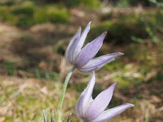 In the forest blossoms of the rock-lily. The first spring forest flower.