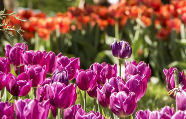 Spring landscape with multicolor tulips. Nature background