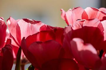 rote Tulpenblüten im Detail
