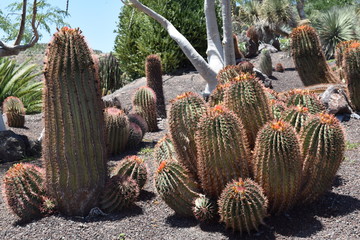 Cactus Ferocactus pilosus, Mexico
